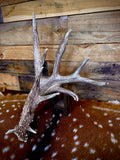 97" Giant Non-Typical Whitetail Shed | 13 Points | Self-Standing | Double Burr