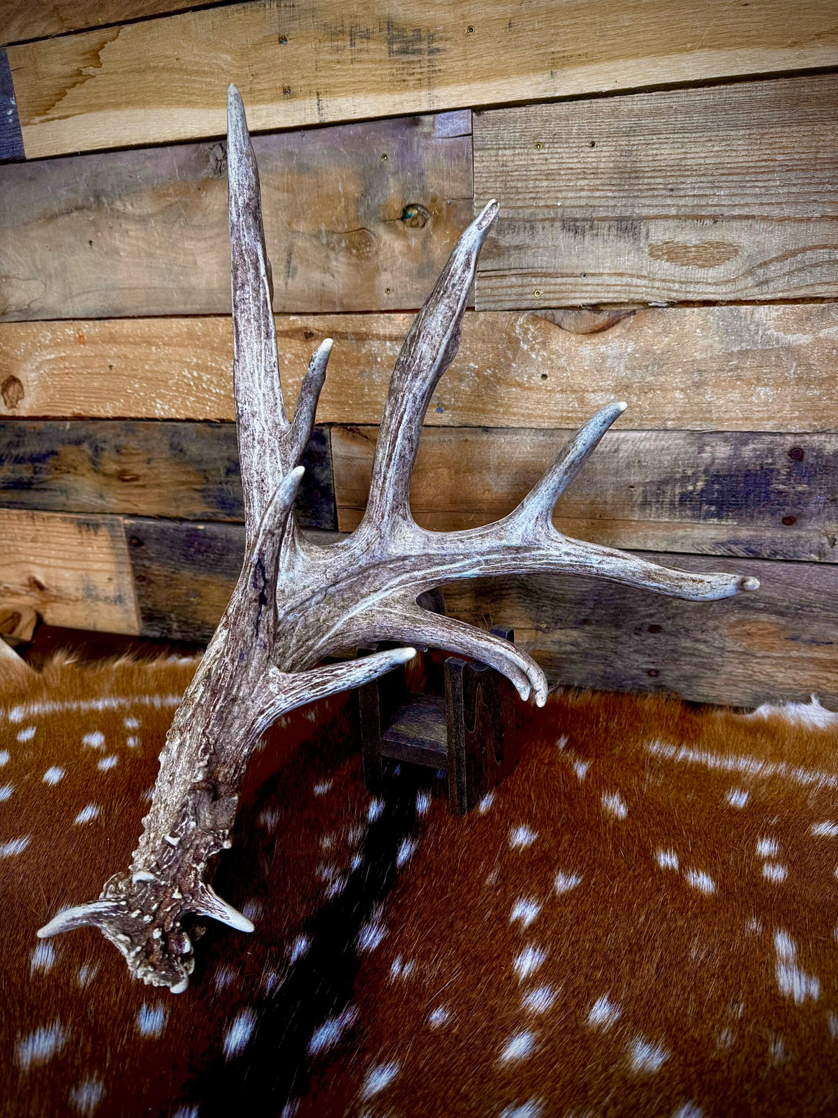 97" Giant Non-Typical Whitetail Shed | 13 Points | Self-Standing | Double Burr