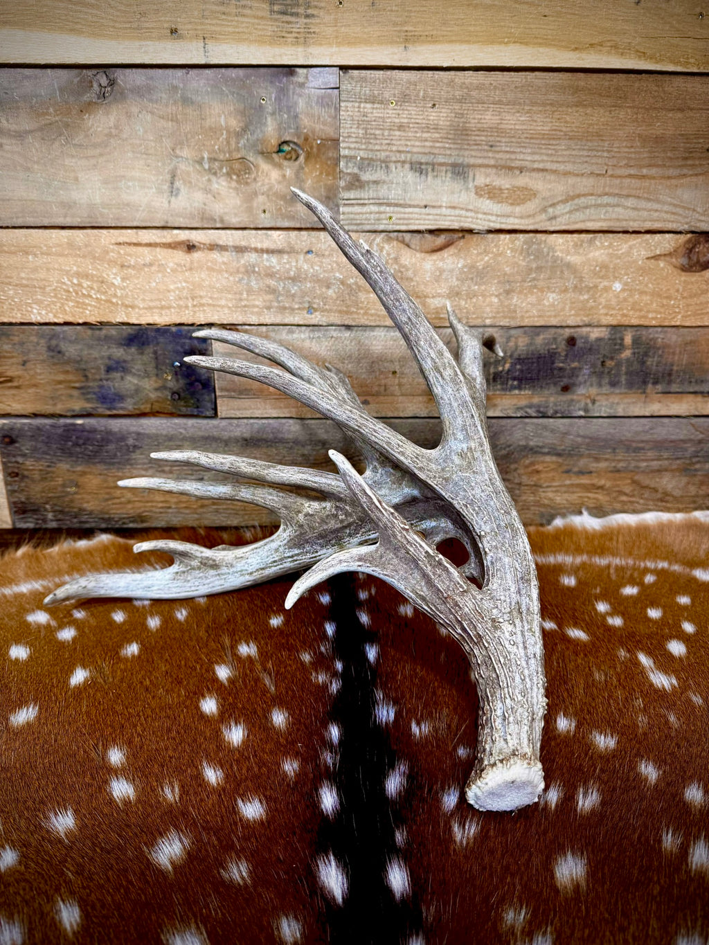 114" Giant Non-Typical Trophy Whitetail Antler Shed | Self-Standing