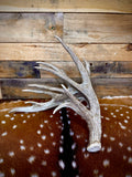 114" Giant Non-Typical Trophy Whitetail Antler Shed | Self-Standing