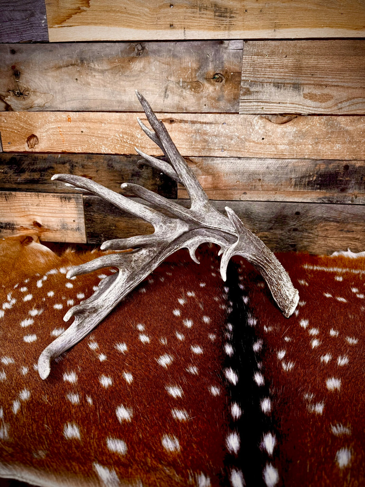 114" Giant Non-Typical Trophy Whitetail Antler Shed | Self-Standing