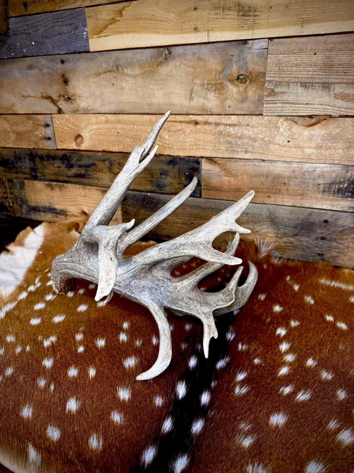 114" Giant Non-Typical Trophy Whitetail Antler Shed | Self-Standing