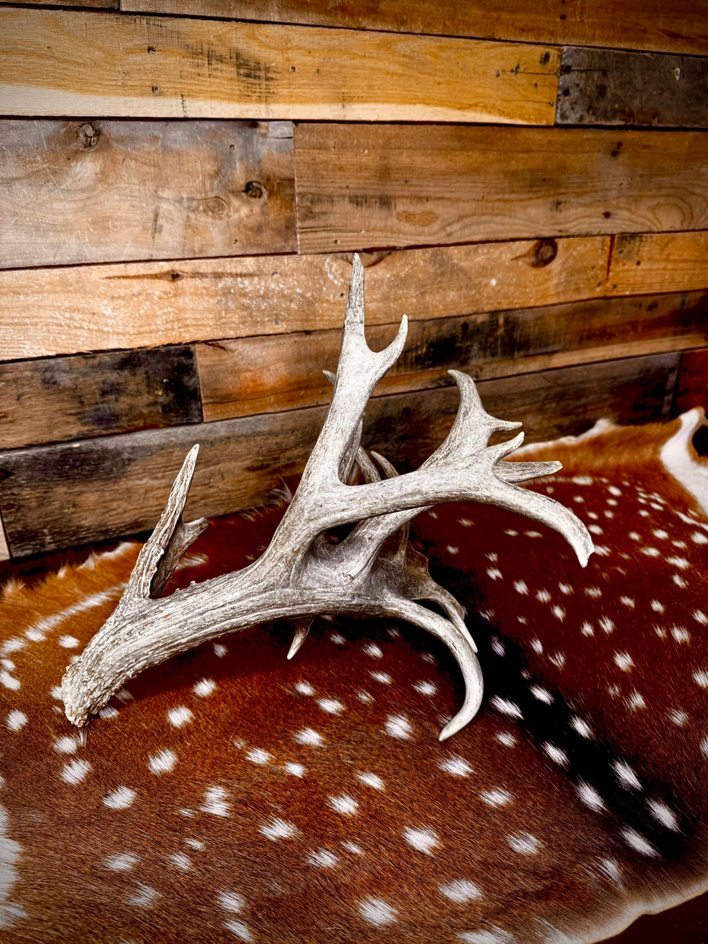114" Giant Non-Typical Trophy Whitetail Antler Shed | Self-Standing