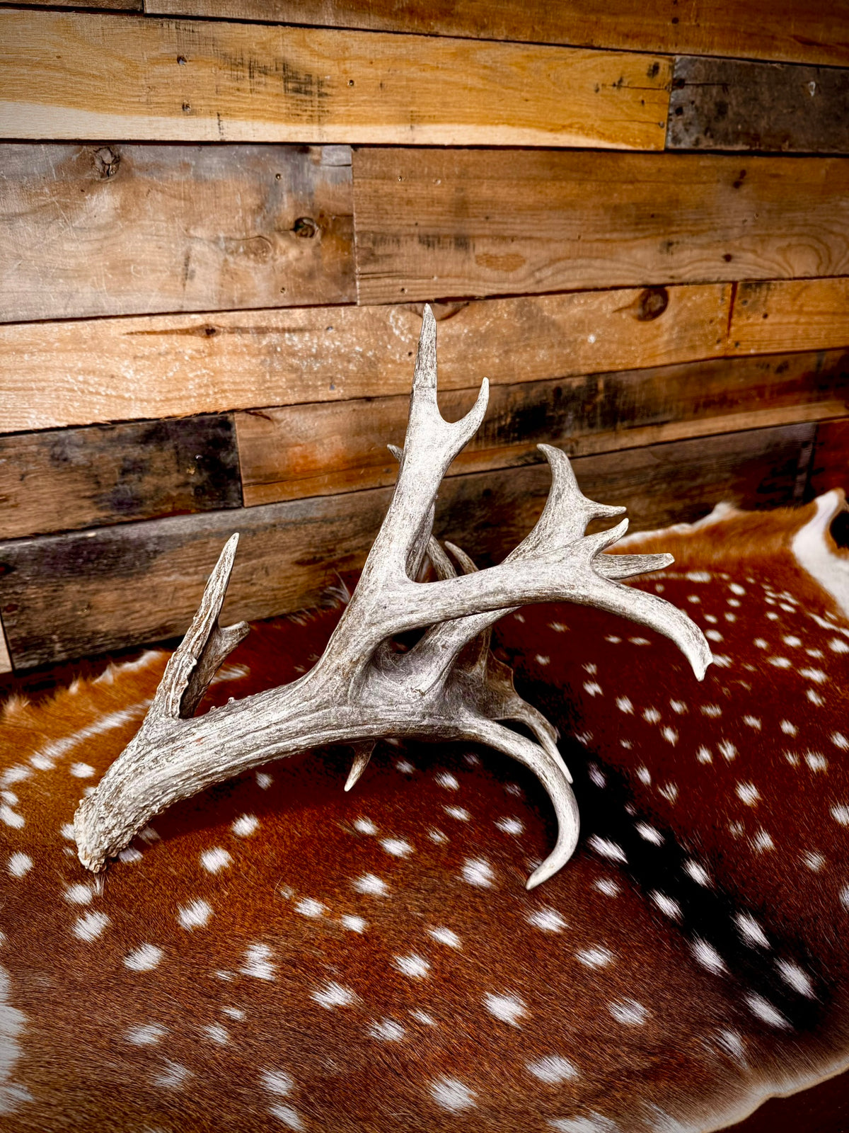 114" Giant Non-Typical Trophy Whitetail Antler Shed | Self-Standing