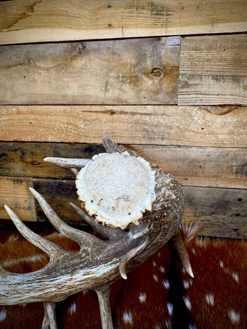 114" Giant Non-Typical Trophy Whitetail Antler Shed | Self-Standing