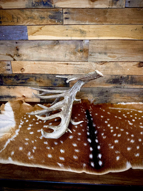 114" Giant Non-Typical Trophy Whitetail Antler Shed | Self-Standing