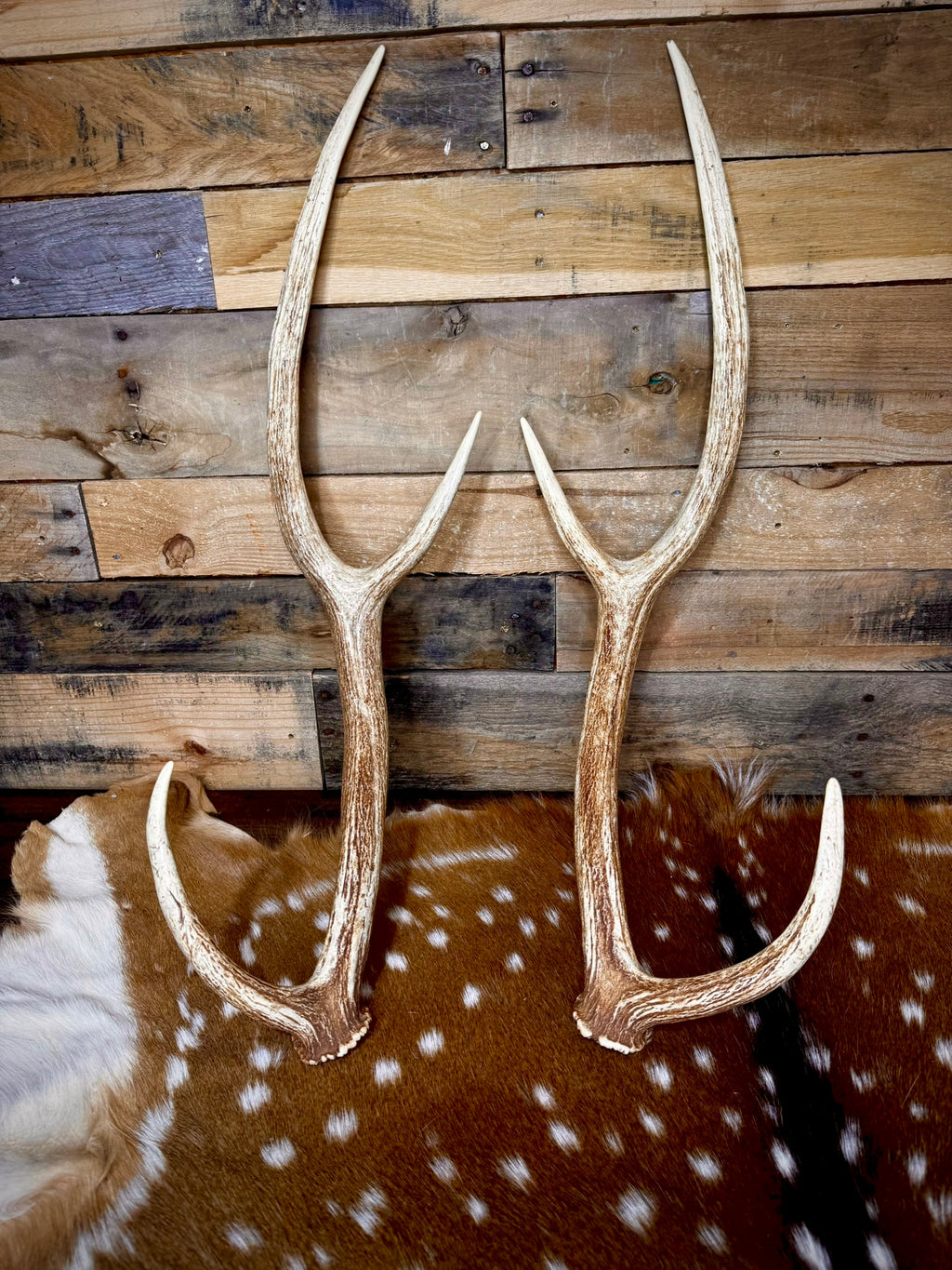 Extra Large Matching Pair of Axis Deer Antler Sheds | 29" Long | Premium Quality