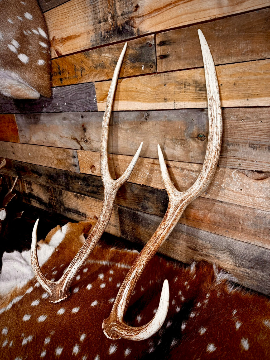 Extra Large Matching Pair of Axis Deer Antler Sheds | 29" Long | Premium Quality