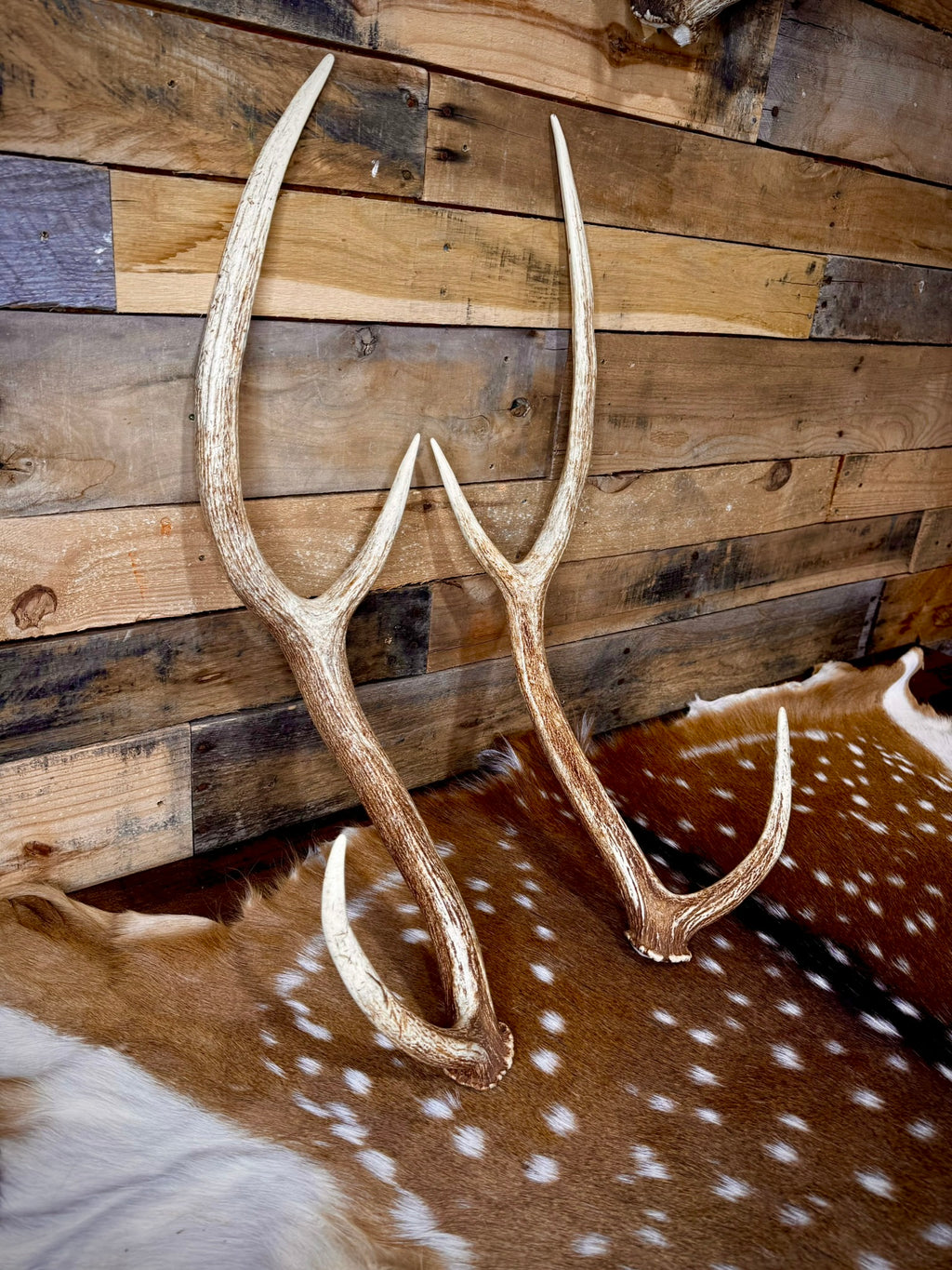 Extra Large Matching Pair of Axis Deer Antler Sheds | 29" Long | Premium Quality