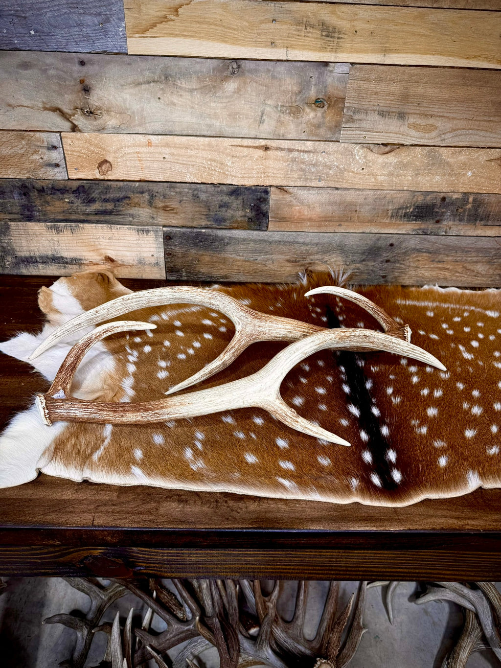 Extra Large Matching Pair of Axis Deer Antler Sheds | 29" Long | Premium Quality