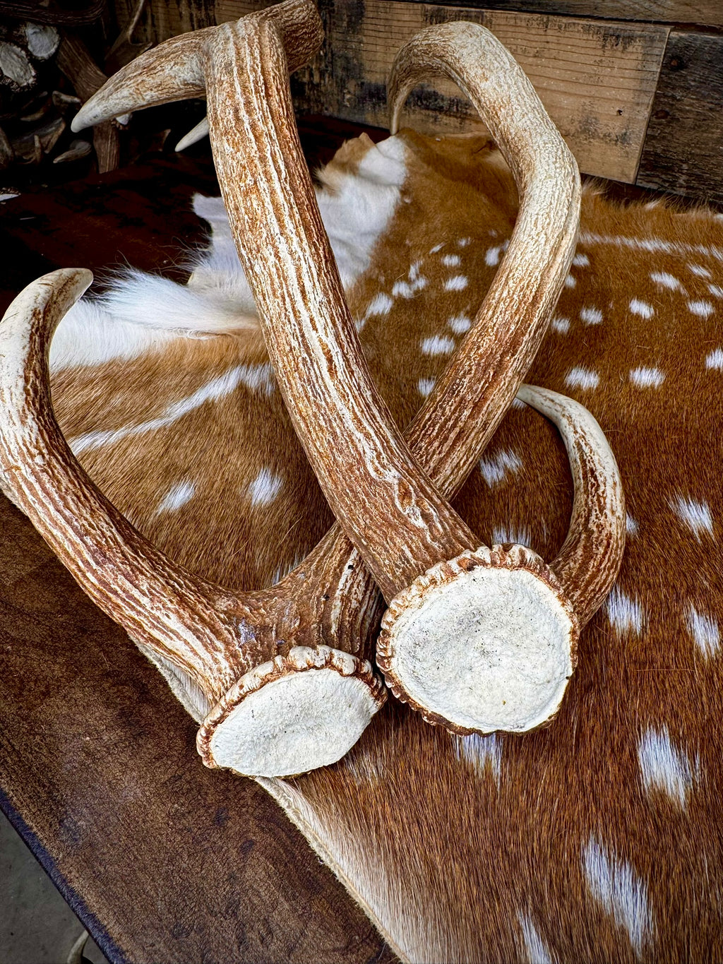Extra Large Matching Pair of Axis Deer Antler Sheds | 29" Long | Premium Quality