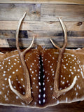 30-32" Matching Pair of Axis Antler Sheds | Trophy | Premium Color