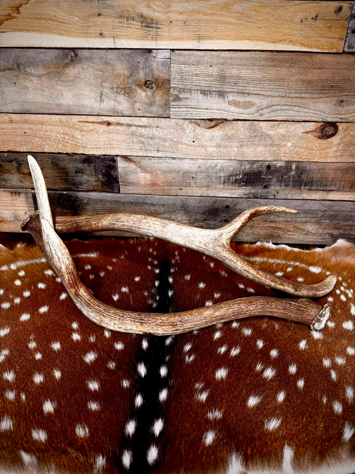 30-32" Matching Pair of Axis Antler Sheds | Trophy | Premium Color