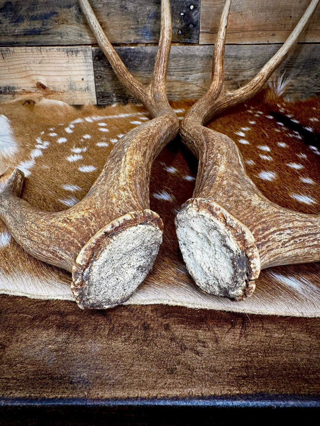 30-32" Matching Pair of Axis Antler Sheds | Trophy | Premium Color