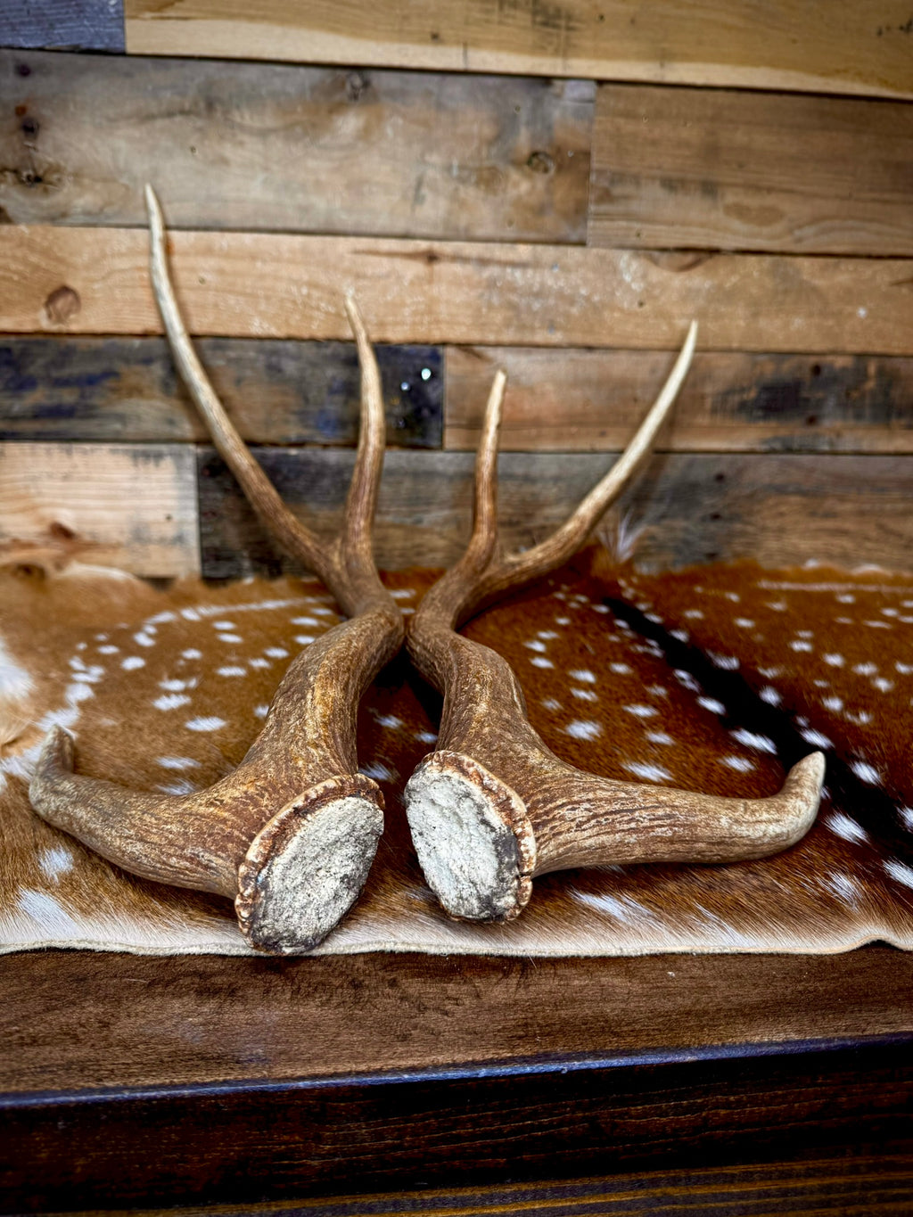 30-32" Matching Pair of Axis Antler Sheds | Trophy | Premium Color