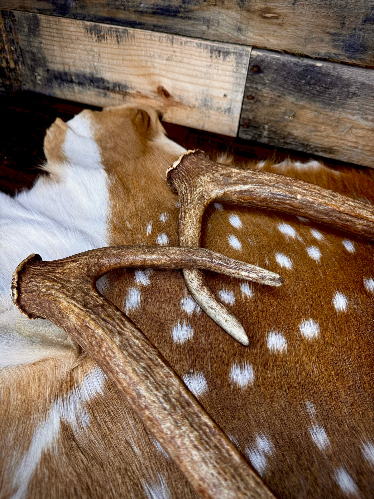 30-32" Matching Pair of Axis Antler Sheds | Trophy | Premium Color