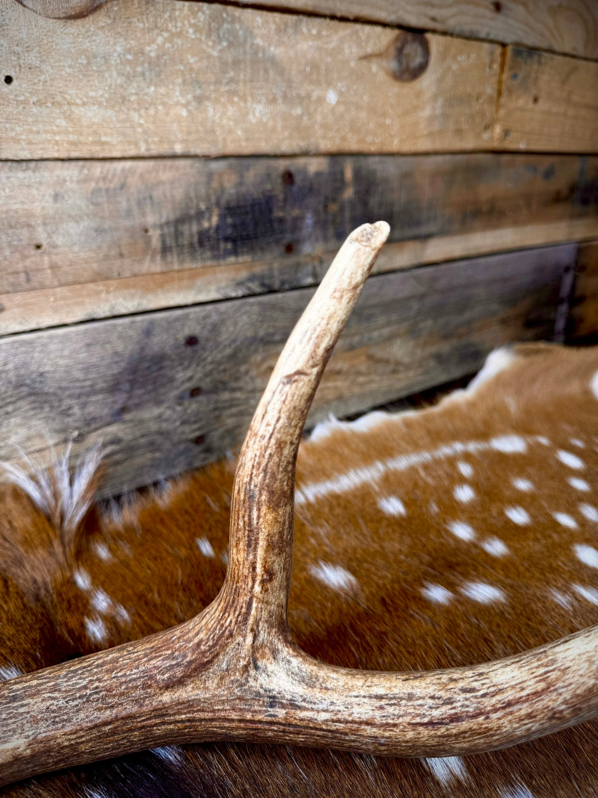 30-32" Matching Pair of Axis Antler Sheds | Trophy | Premium Color