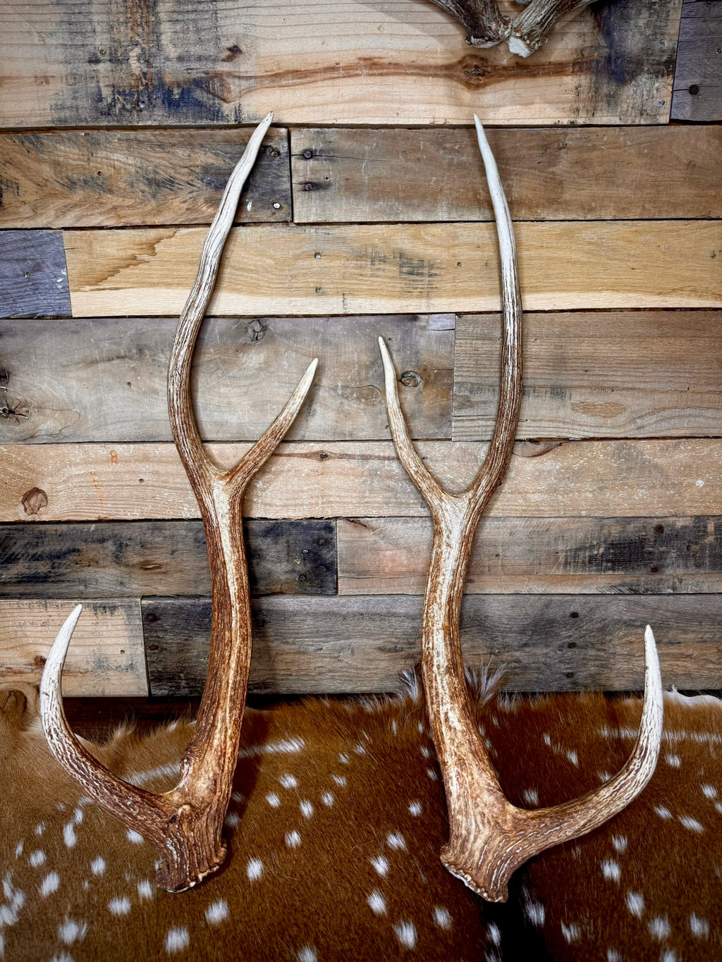 30" Matching Pair of Premium Axis Deer Antler Sheds | Trophy Size