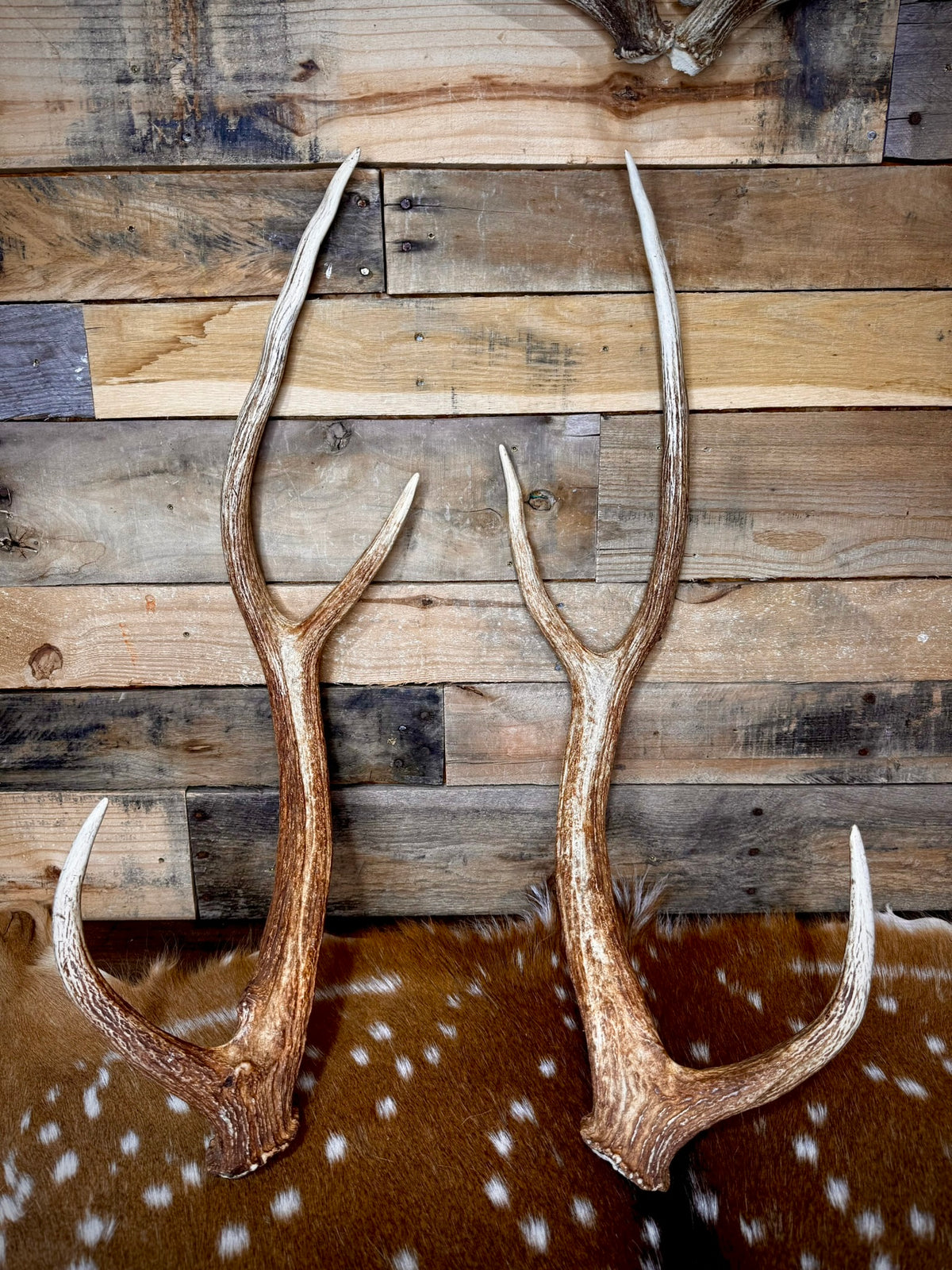 30" Matching Pair of Premium Axis Deer Antler Sheds | Trophy Size