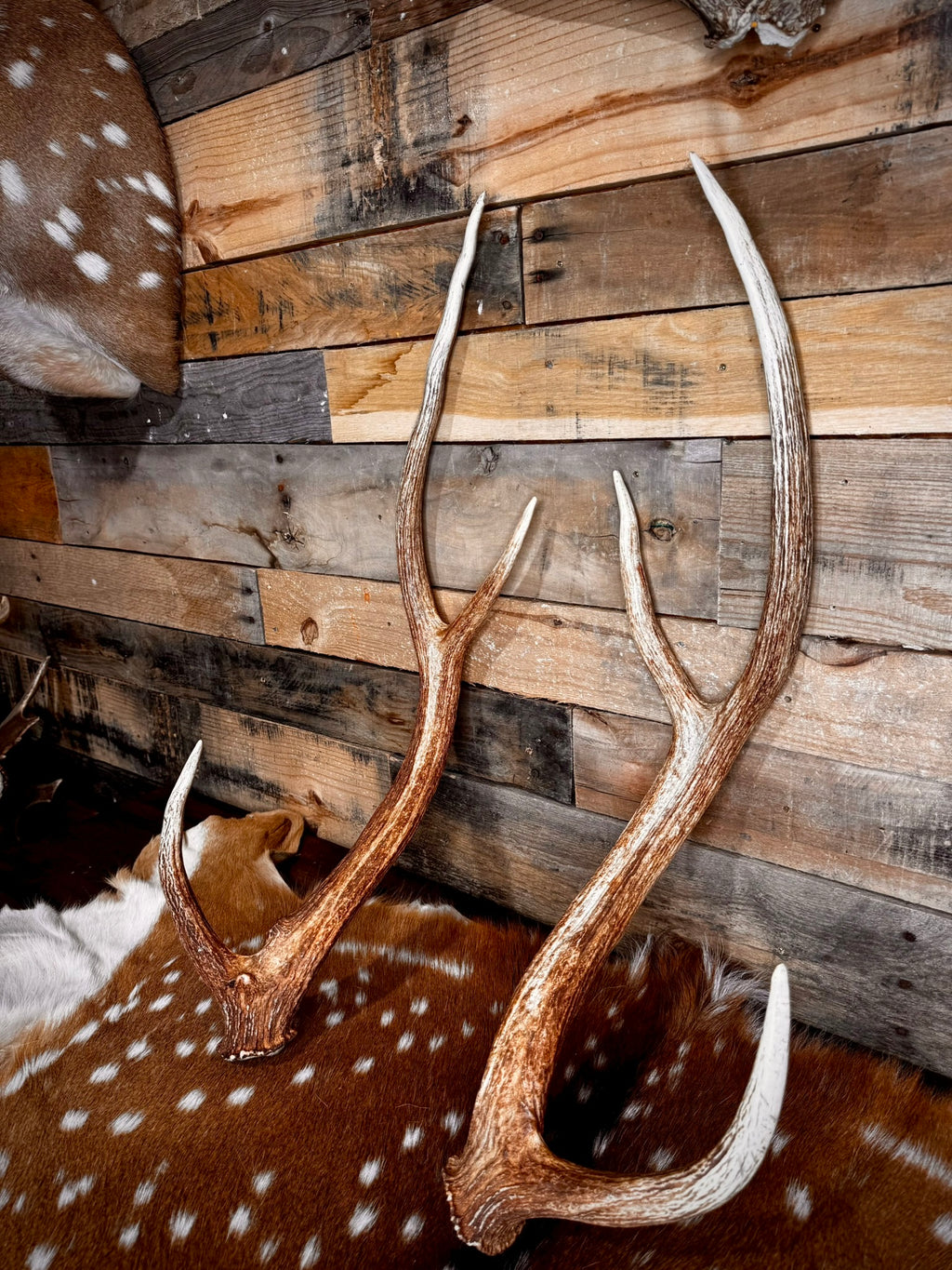 30" Matching Pair of Premium Axis Deer Antler Sheds | Trophy Size