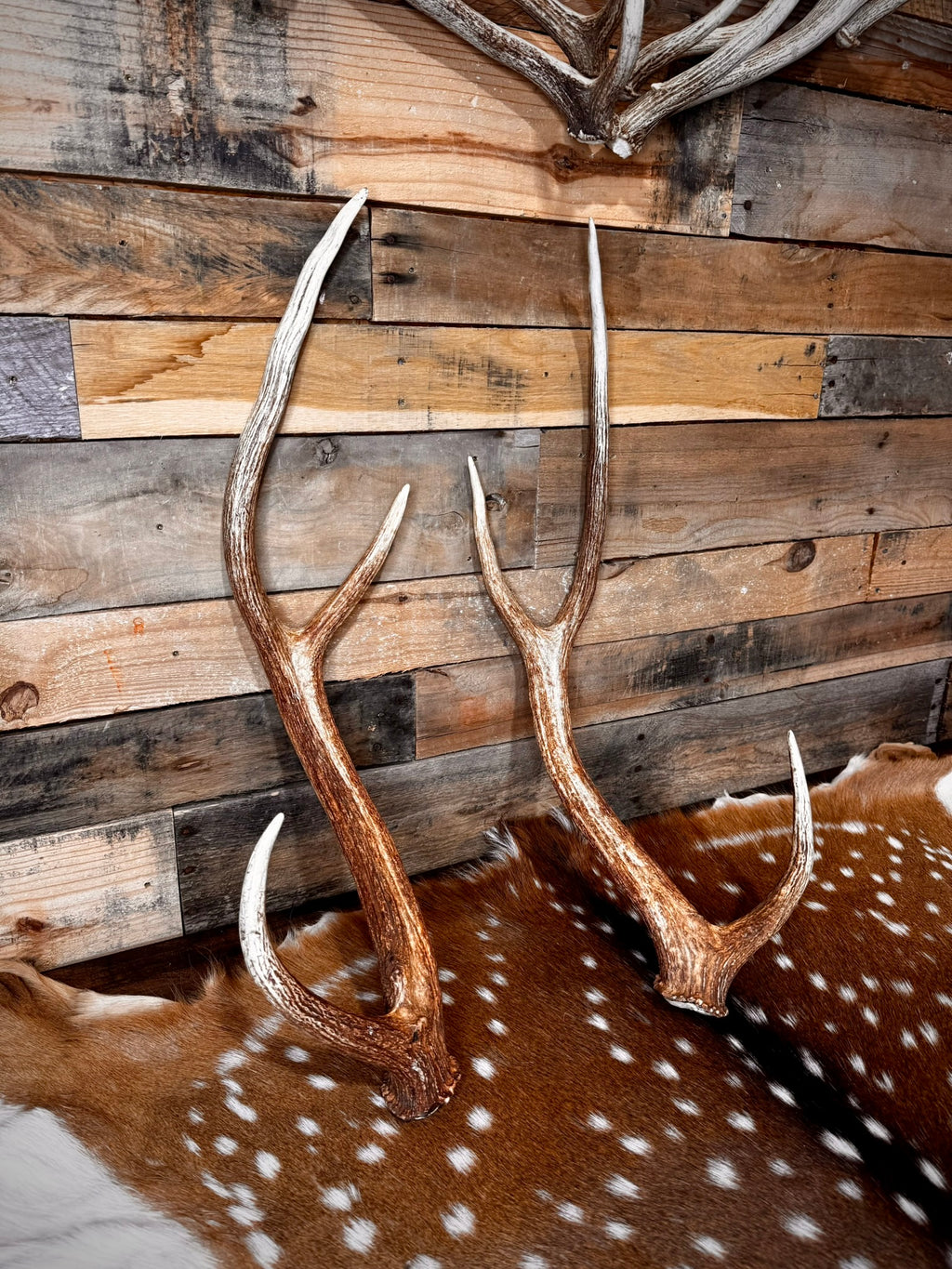30" Matching Pair of Premium Axis Deer Antler Sheds | Trophy Size