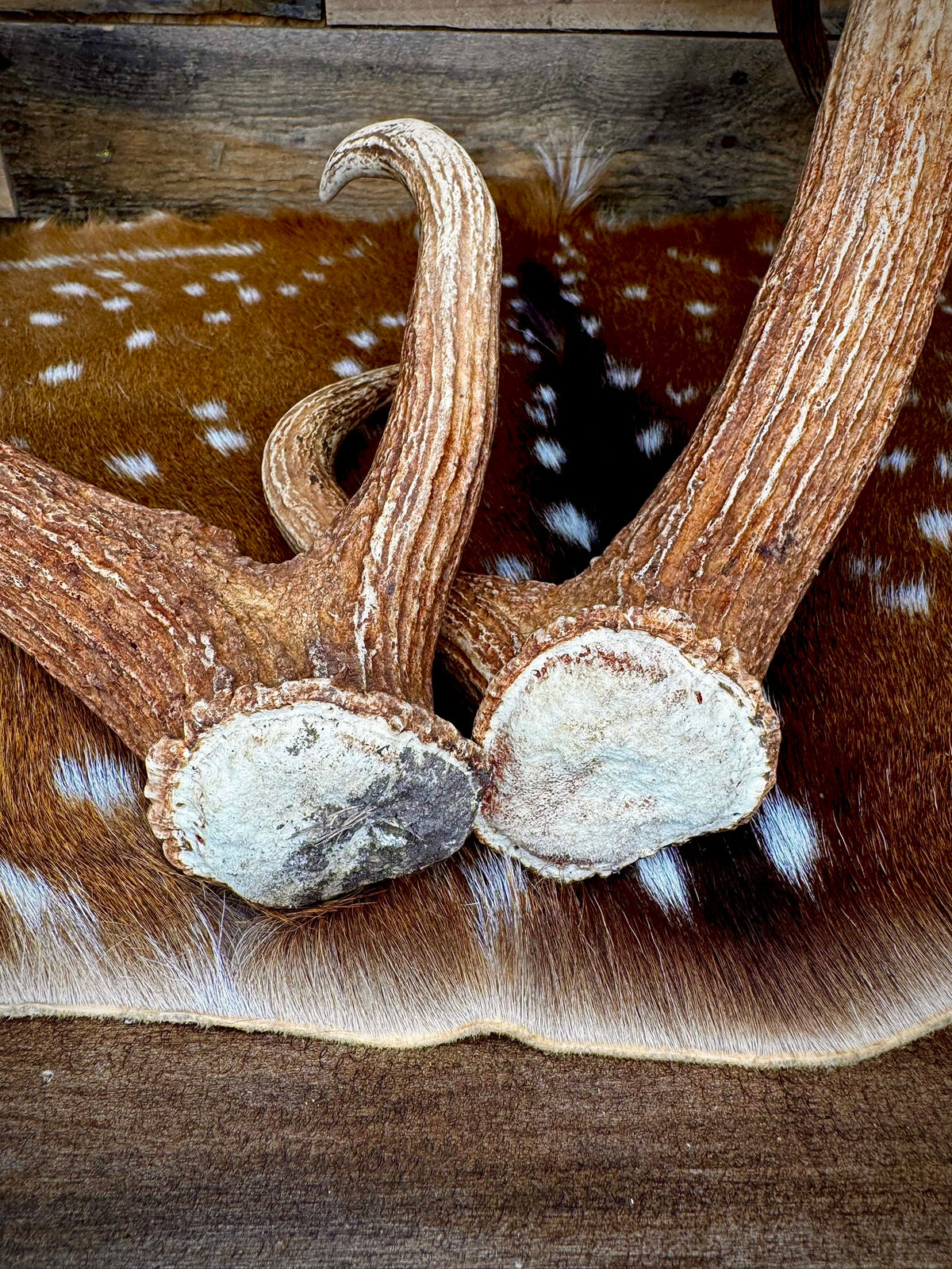 30" Matching Pair of Premium Axis Deer Antler Sheds | Trophy Size