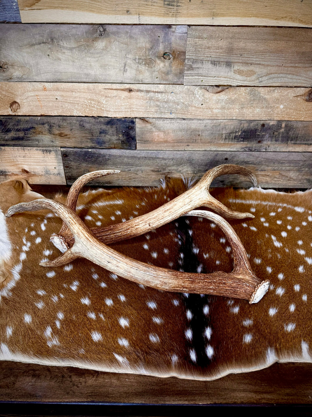 30" Matching Pair of Premium Axis Deer Antler Sheds | Trophy Size