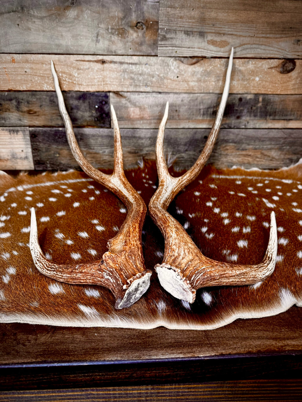 30" Matching Pair of Premium Axis Deer Antler Sheds | Trophy Size