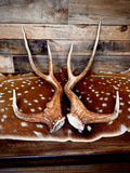 30" Matching Pair of Premium Axis Deer Antler Sheds | Trophy Size