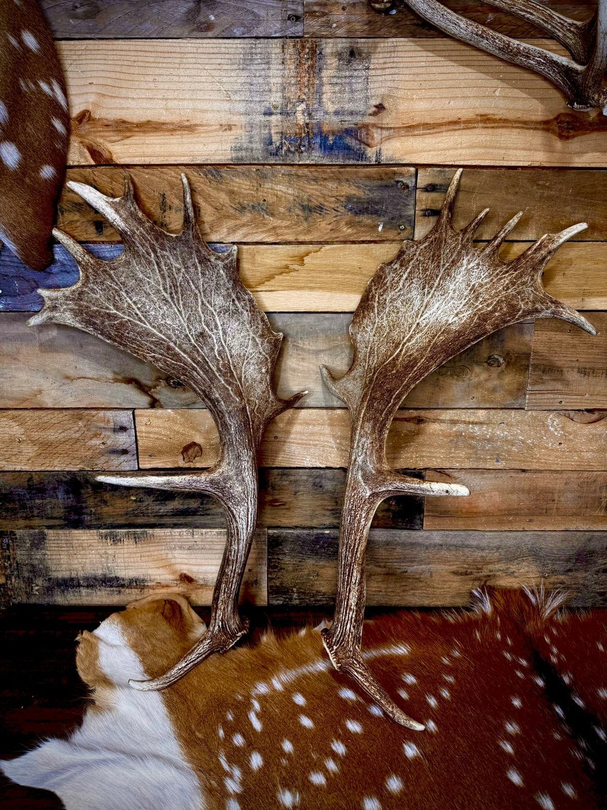 Big Matching Pair of Fallow Deer Antler Sheds | 5 to 6" Palmated Paddles