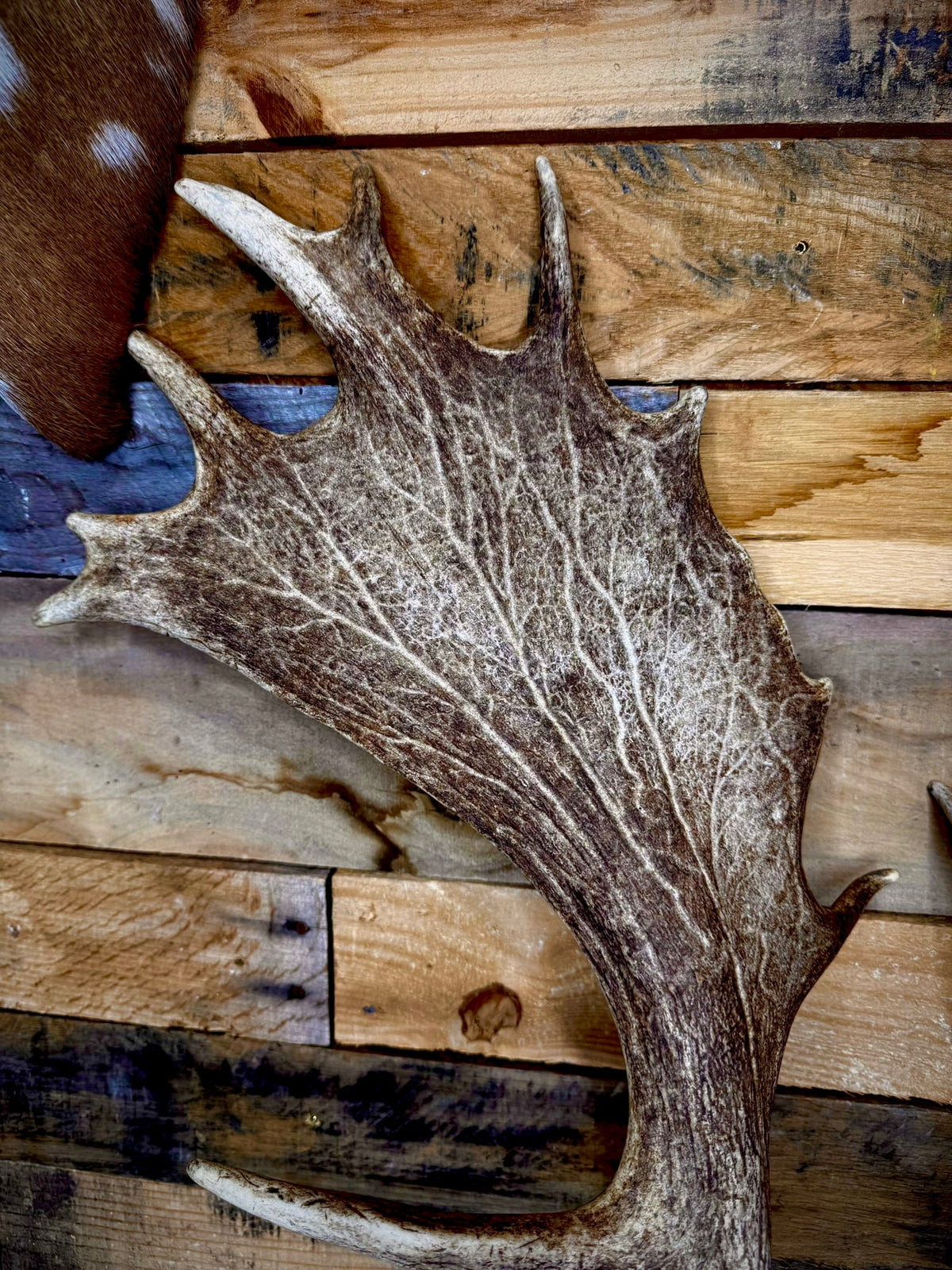 Big Matching Pair of Fallow Deer Antler Sheds | 5 to 6" Palmated Paddles