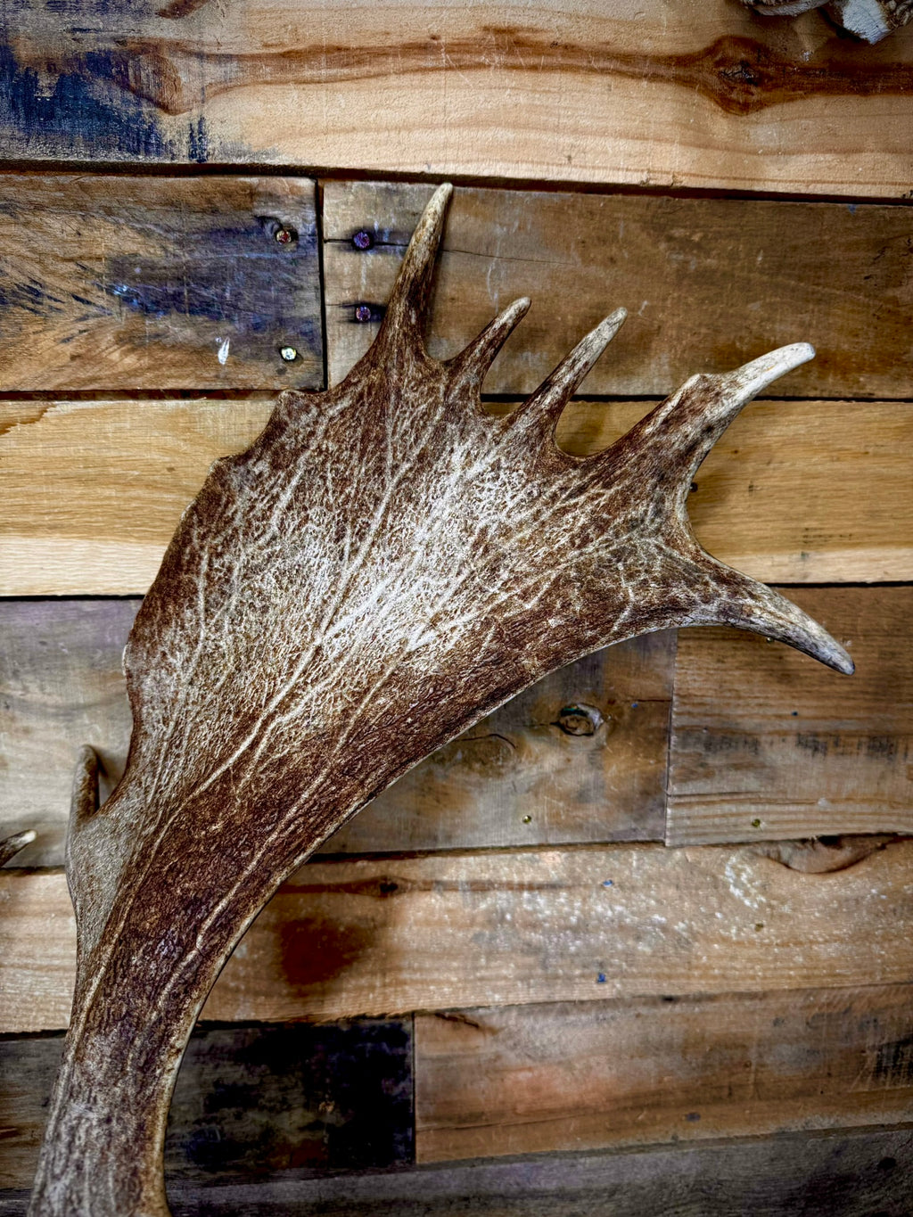 Big Matching Pair of Fallow Deer Antler Sheds | 5 to 6" Palmated Paddles
