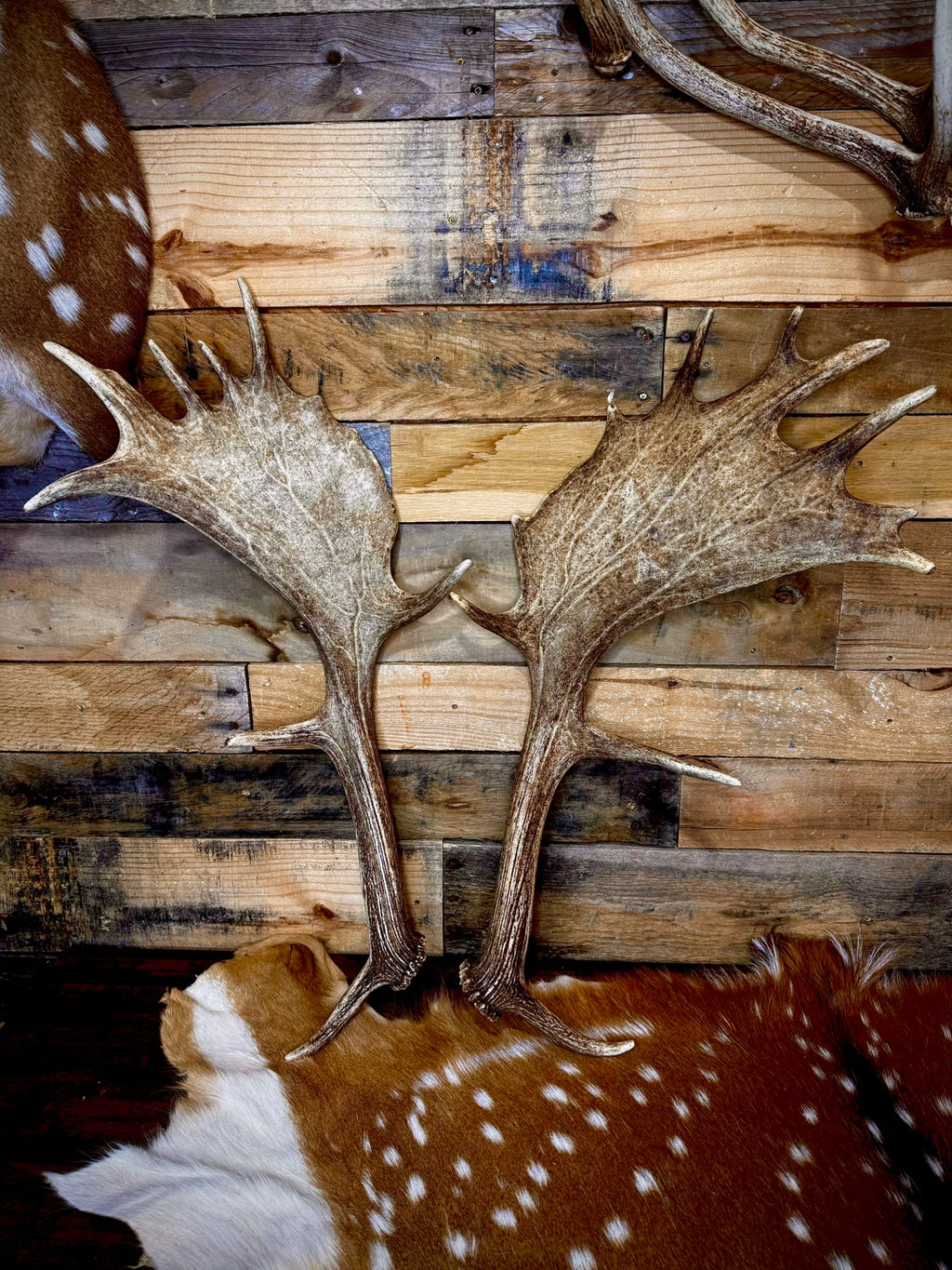 Big Matching Pair of Fallow Deer Antler Sheds | 5 to 6" Palmated Paddles