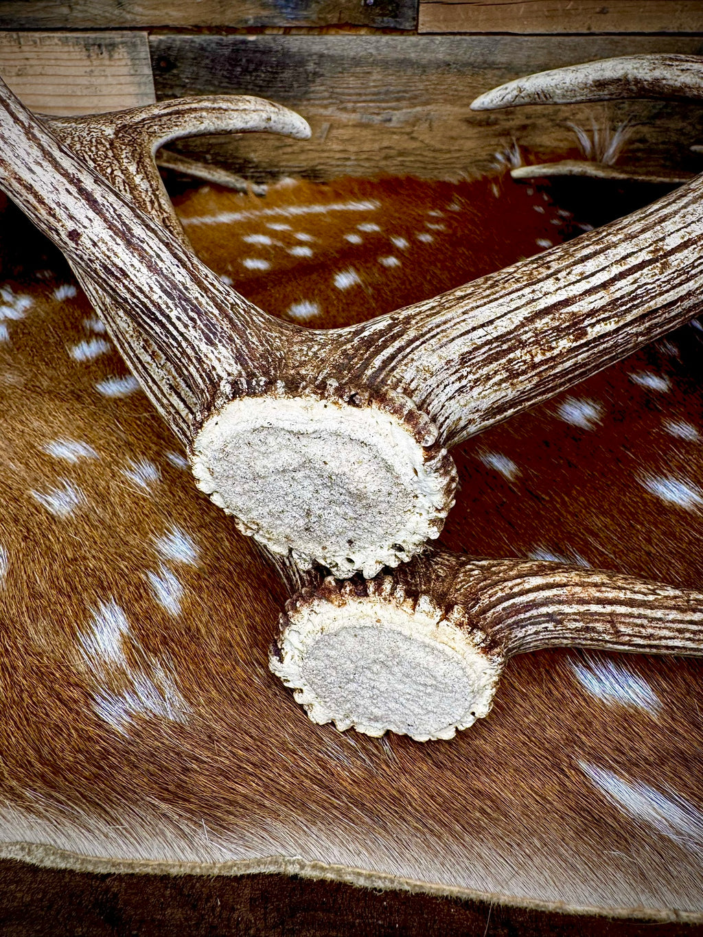 Big Matching Pair of Fallow Deer Antler Sheds | 5 to 6" Palmated Paddles