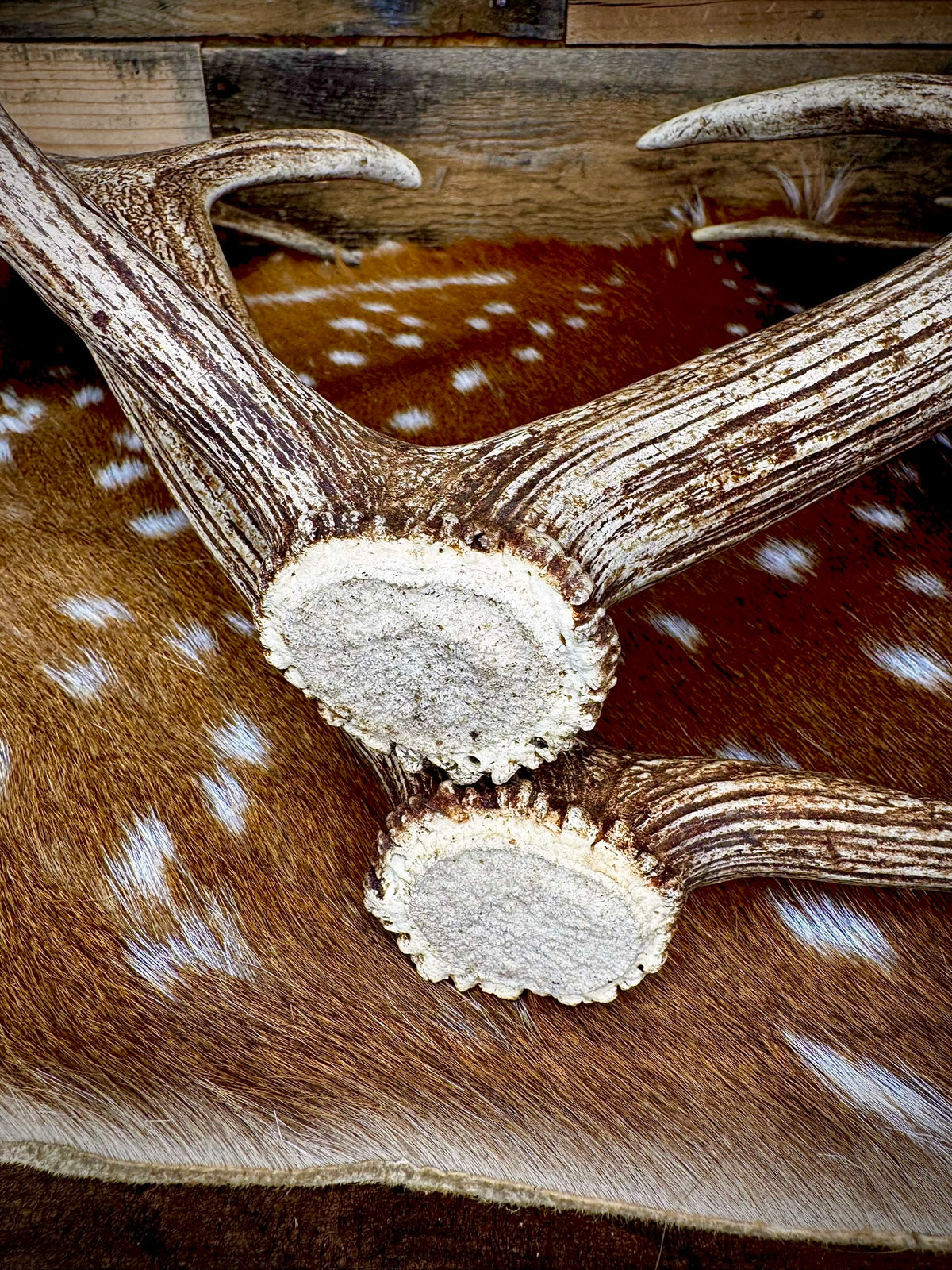 Big Matching Pair of Fallow Deer Antler Sheds | 5 to 6" Palmated Paddles