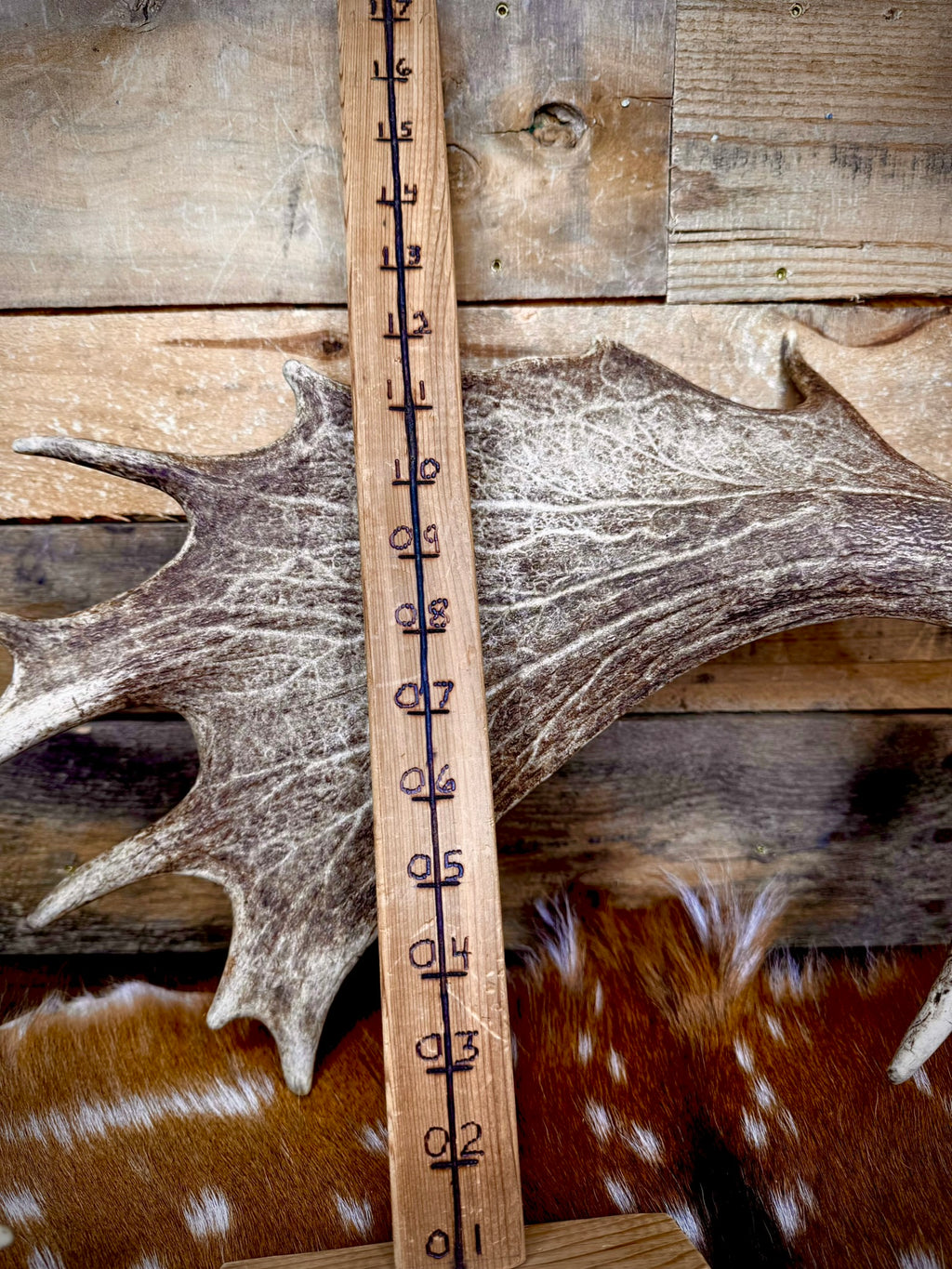 Big Matching Pair of Fallow Deer Antler Sheds | 5 to 6" Palmated Paddles