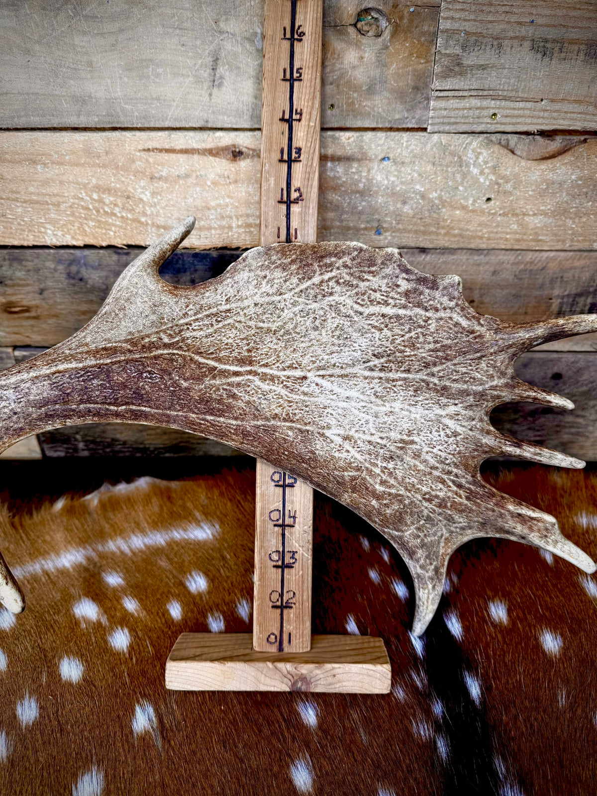 Big Matching Pair of Fallow Deer Antler Sheds | 5 to 6" Palmated Paddles