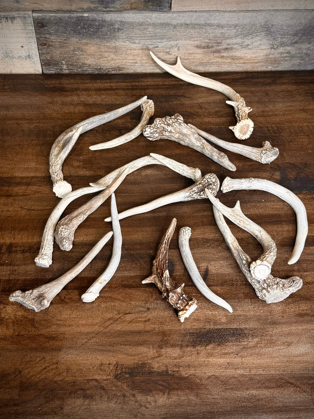 5-Pack Spike Buck Deer and Elk Antler Sheds W/Burr