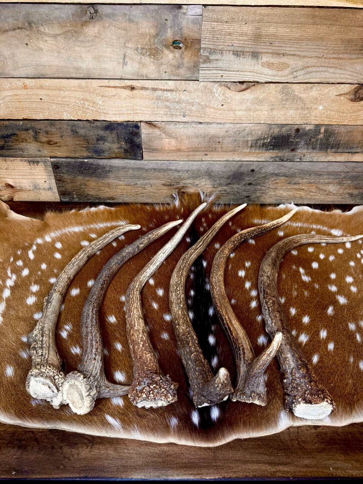 Jumbo Elk Spike Antlers – 19"–24" | Giant Door Handle | Choose Your Exact Antler