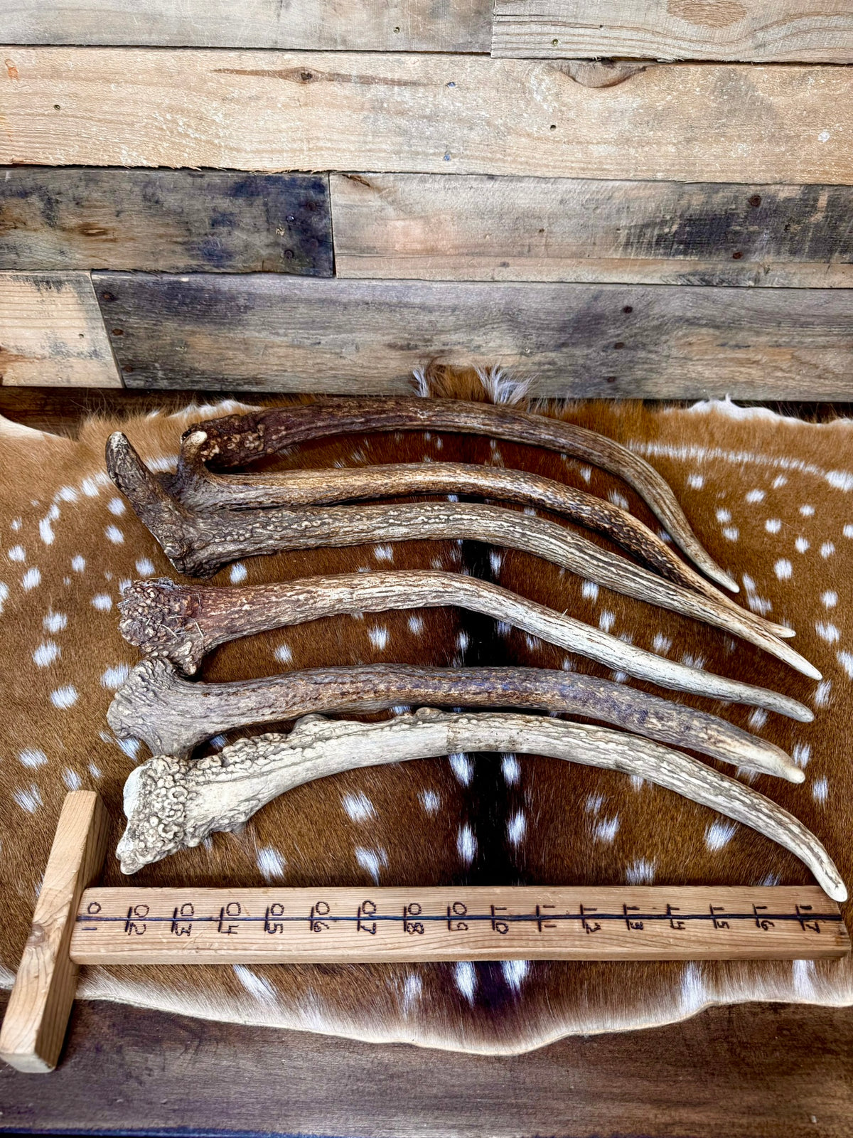 Jumbo Elk Spike Antlers – 19"–24" | Giant Door Handle | Choose Your Exact Antler