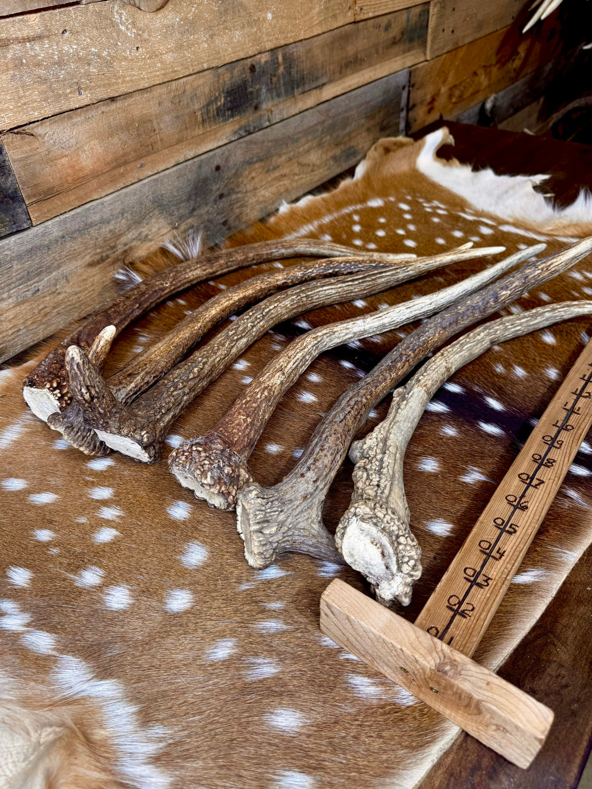 Jumbo Elk Spike Antlers – 19"–24" | Giant Door Handle | Choose Your Exact Antler