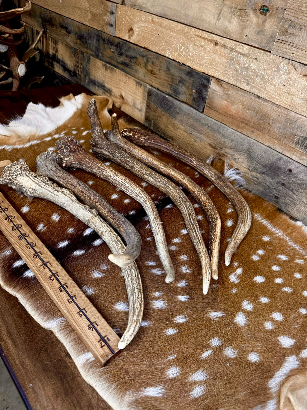 Jumbo Elk Spike Antlers – 19"–24" | Giant Door Handle | Choose Your Exact Antler