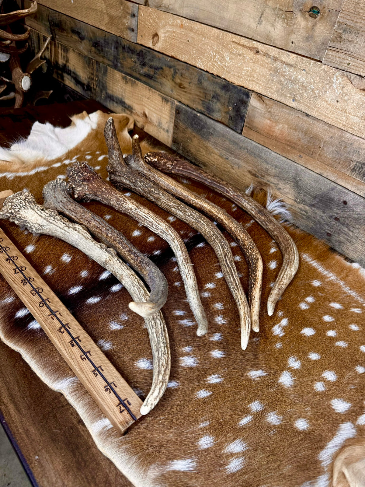 Jumbo Elk Spike Antlers – 19"–24" | Giant Door Handle | Choose Your Exact Antler
