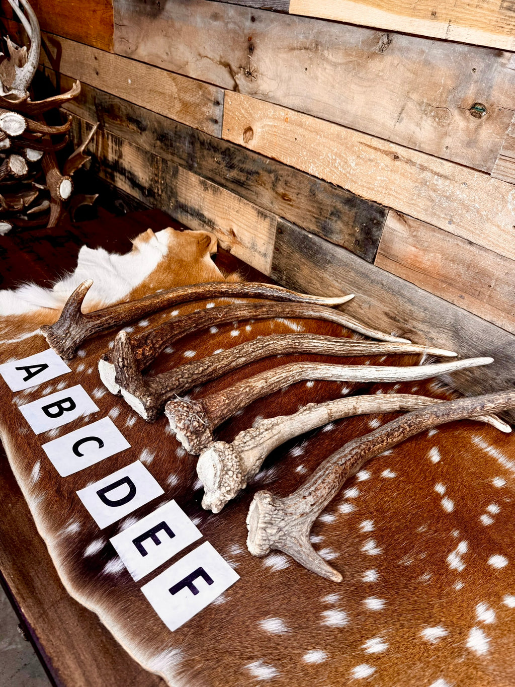 Jumbo Elk Spike Antlers – 19"–24" | Giant Door Handle | Choose Your Exact Antler