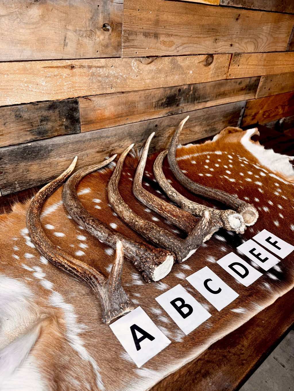 Jumbo Elk Spike Antlers – 19"–24" | Giant Door Handle | Choose Your Exact Antler