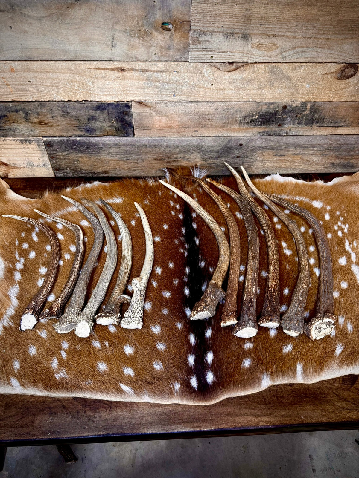 Elk Spike Antlers | 14-16" & 18-20" | Seasonal Collection | Door Handles/Pulls