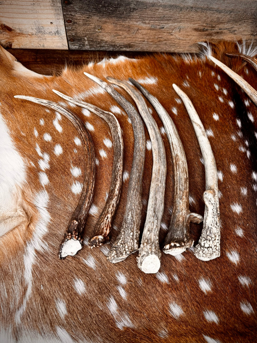 Elk Spike Antlers | 14-16" & 18-20" | Seasonal Collection | Door Handles/Pulls