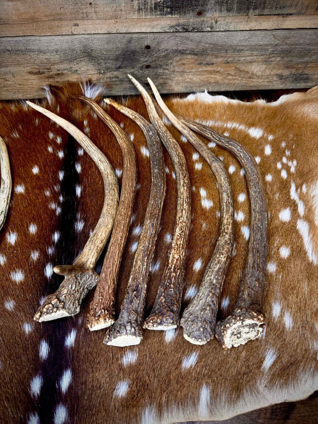 Elk Spike Antlers | 14-16" & 18-20" | Seasonal Collection | Door Handles/Pulls