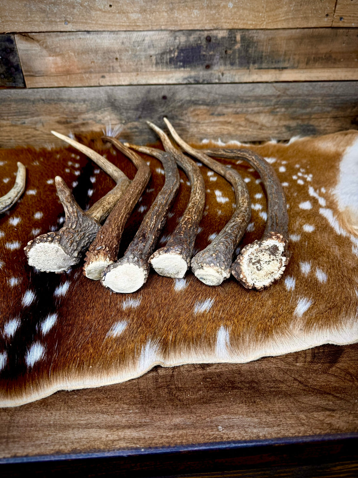 Elk Spike Antlers | 14-16" & 18-20" | Seasonal Collection | Door Handles/Pulls