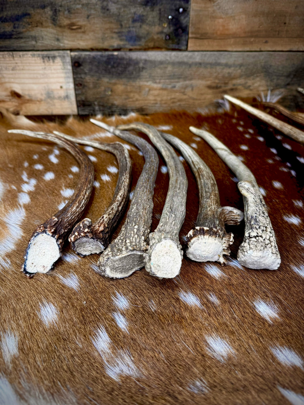 Elk Spike Antlers | 14-16" & 18-20" | Seasonal Collection | Door Handles/Pulls